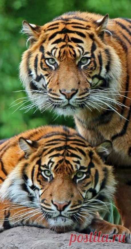 (12) Pinterest