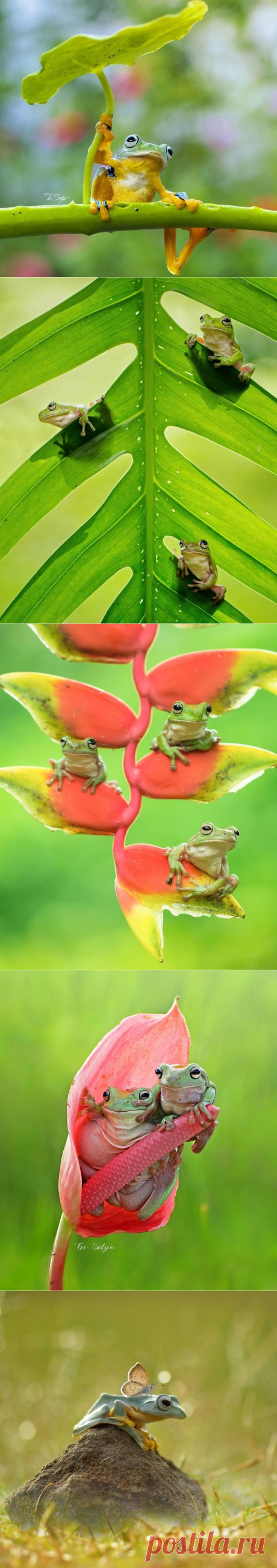 Магическое очарование мира крошечных существ Индонезии