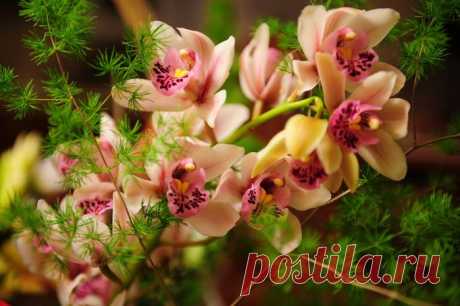 УХОД ЗА КОМНАТНЫМИ РАСТЕНИЯМИ... | Познавательный сайт ,,1000 мелочей&quot;
Во многих квартирах совсем неподходящий микроклимат для выращивания комнатных цветов и, зачастую, даже самые стойкие растения начинают болеть.