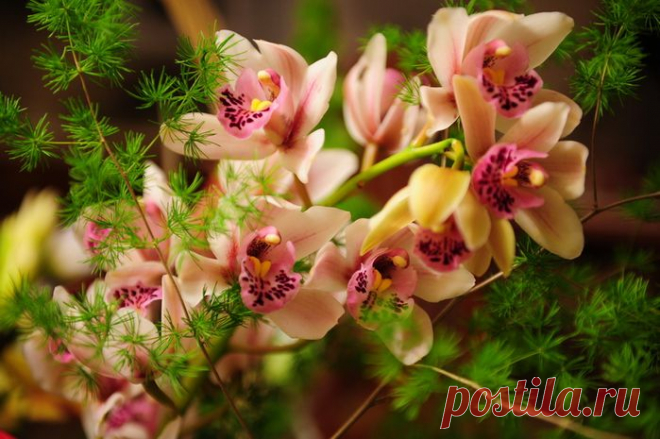 УХОД ЗА КОМНАТНЫМИ РАСТЕНИЯМИ... | Познавательный сайт ,,1000 мелочей"
Во многих квартирах совсем неподходящий микроклимат для выращивания комнатных цветов и, зачастую, даже самые стойкие растения начинают болеть.