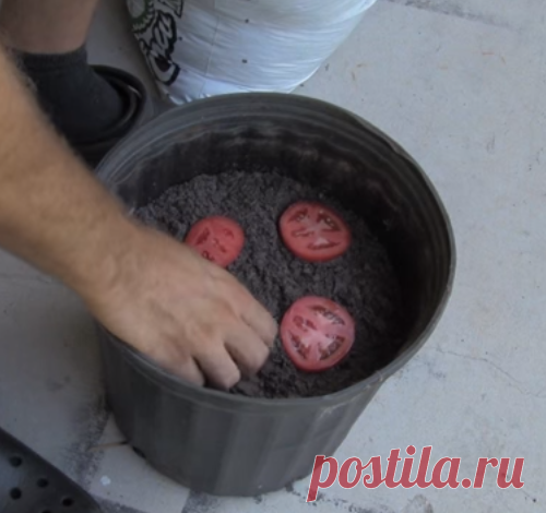 Он положил 4 ломтика помидора в ёмкость с почвой. Вот что произошло через 12 дней (видео)