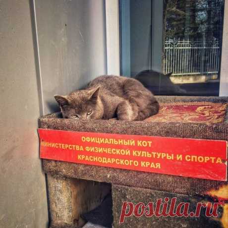 Все официально
