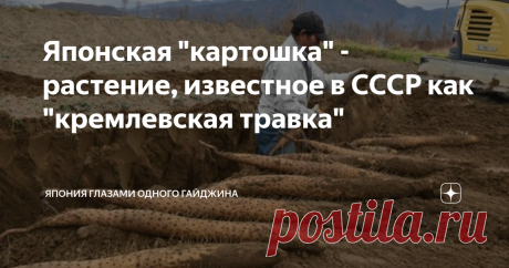 Японская "картошка" - растение, известное в СССР как "кремлевская травка" Какого вида картофеля в Японии только нет! Конечно, встречается и непривычная нам картошка - это разные виды ямса и батата, но японцы всё это разнообразие называют "имо" (картофель). Считается, что особо полезно имо, у которого аж 4 названия: "нагаимо", "торороимо", "ямаимо" и "jinenjo" - дикорастущий в горах ямс, считается, что "jinenjo" не купить в магазине, он самый редкий, клейкий и вкусный. Мой ...
