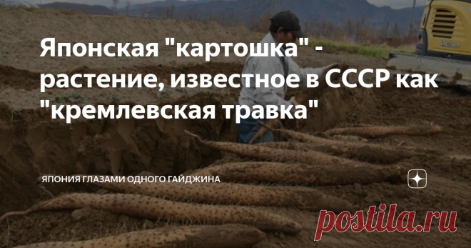 Японская 
