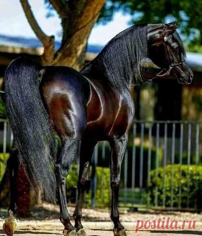ღ