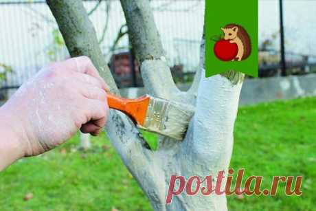 5 ошибок в побелке деревьев: что сделает процедуру бесполезной, а то и вовсе вредной для деревьев? | садоёж | Яндекс Дзен