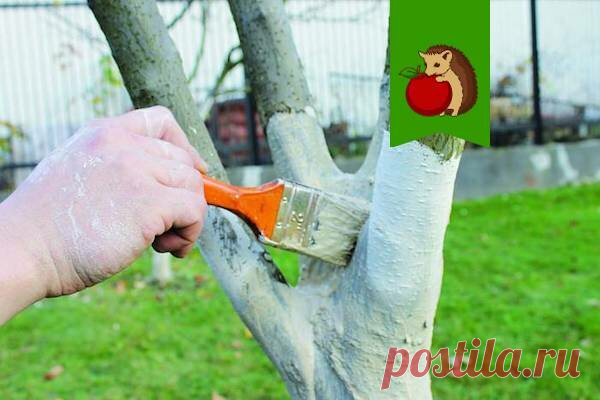 5 ошибок в побелке деревьев: что сделает процедуру бесполезной, а то и вовсе вредной для деревьев? | садоёж | Яндекс Дзен