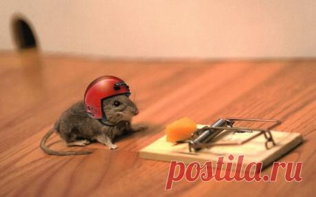 История про мышь
Однажды мышь заметила, что хозяин фермы поставил мышеловку. Она рассказала об этом курице, овце и корове. Но все они отвечали: «Мышеловка — это твои проблемы, к нам она никакого отношения не имеет!»
Чуть позже в мышеловку попалась змея и укусила жену фермера. Пытаясь ее излечить, жене приготовили суп из курицы. Потом зарезали овцу, чтобы накормить всех, кто приехал навестить больную. И наконец, закололи корову, чтобы достойно накормить гостей на похоронах.
Мораль: не будьте р