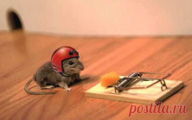 История про мышь
Однажды мышь заметила, что хозяин фермы поставил мышеловку. Она рассказала об этом курице, овце и корове. Но все они отвечали: «Мышеловка — это твои проблемы, к нам она никакого отношения не имеет!»
Чуть позже в мышеловку попалась змея и укусила жену фермера. Пытаясь ее излечить, жене приготовили суп из курицы. Потом зарезали овцу, чтобы накормить всех, кто приехал навестить больную. И наконец, закололи корову, чтобы достойно накормить гостей на похоронах.
Мораль: не будьте р