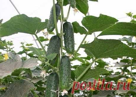 Формировка огурцов
Формировка огурцов
1. На первом этапе на нижней части растения в пазухах 3-5 листьев производится «ослепление». Удаляются все завязи и побеги, которые образуются в пазухах этих листьев. Это нуж…