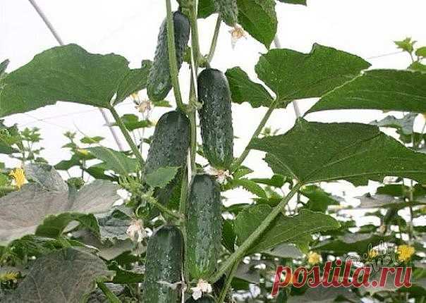 Формировка огурцов 


Формировка огурцов
 
 
1. На первом этапе на нижней части растения в пазухах 3-5 листьев производится «ослепление». Удаляются все завязи и побеги, которые образуются в пазухах этих листьев. Это нуж…