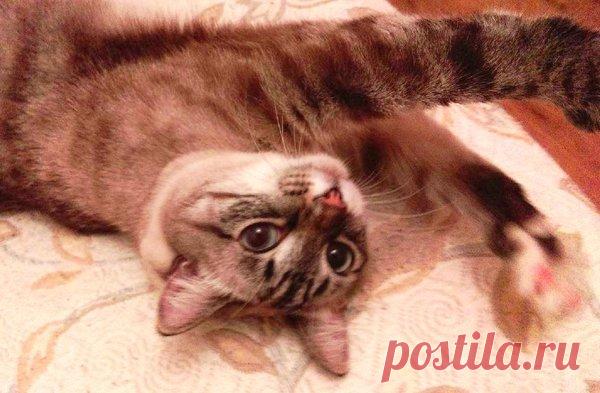 Истребитель кабачков | Кошка Чернуха и кот Беляшик | Яндекс Дзен