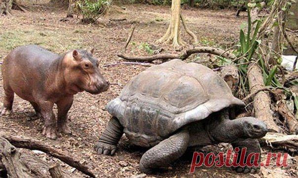 Осиротевшей гиппопотам по имени Оуэн и 130 летняя черепаха Олдэбрэном в Момбаса Халлер Парк в Кении.
