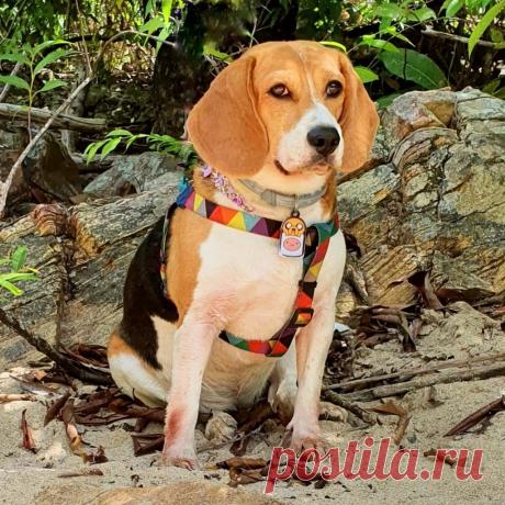Tudo Sobre o Cão Beagle