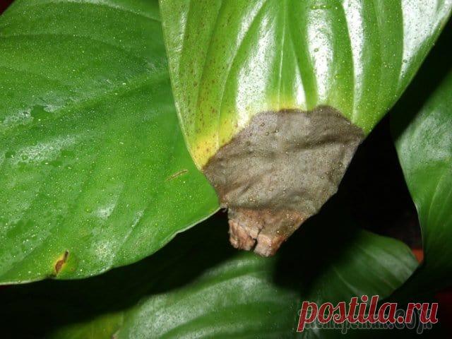 Почему у спатифиллума концы листьев сохнут и чернеют Спатифиллум — красивое тропическое растение с элегантными удлиненными листьями, имеющими вытянутую эллиптическую форму. 
Цвет листвы изумрудно-зеленый. 
А его крупные, белые, нежнейшие цветы-початки в...