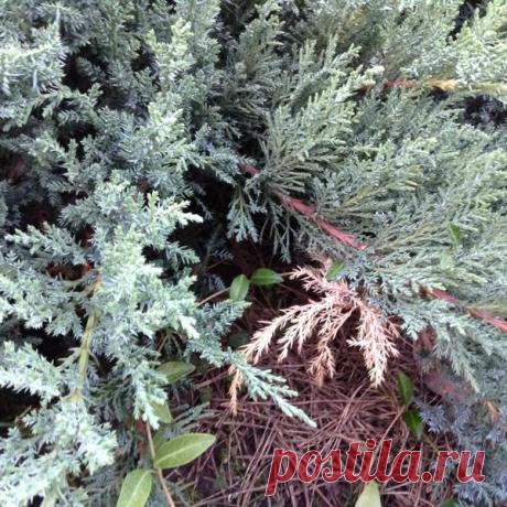 Можжевельник в саду - за и против / 7dach.ru