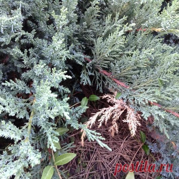 Можжевельник в саду - за и против / 7dach.ru