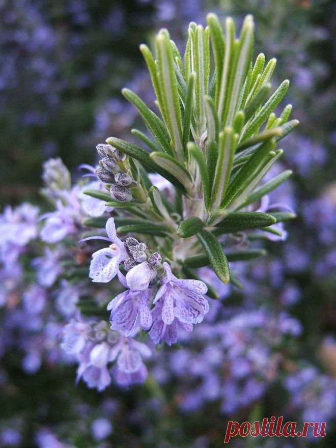 Как вырастить и где применять розмарин лекарственный?