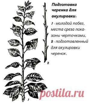 Популярные технологии прививки плодовых деревьев