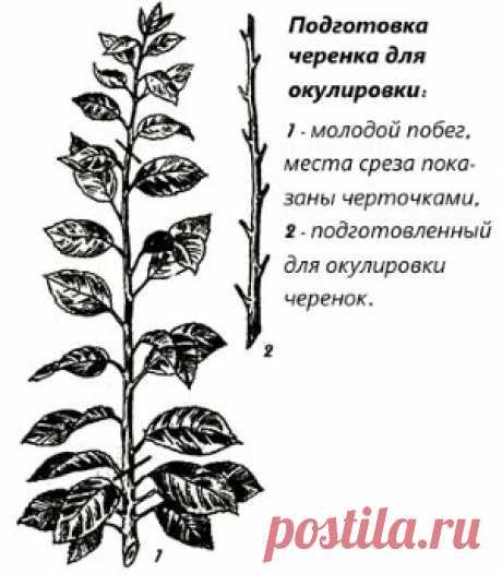 Популярные технологии прививки плодовых деревьев