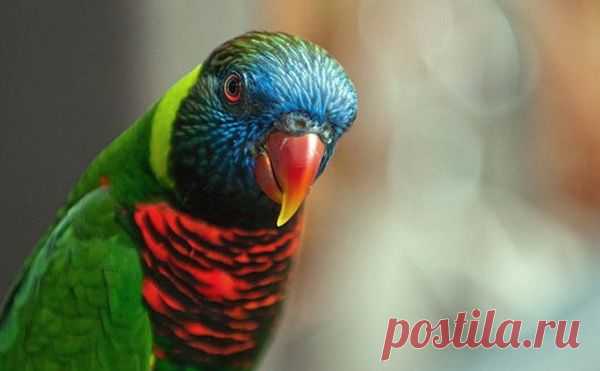 Самые красивые птицы в мире!