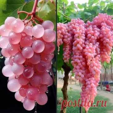Красоты вам в ленту. Поглядите на изумительный японский виноград Кошу.