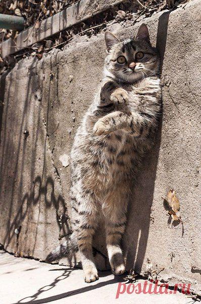 Стоят девчонки,
Стоят в сторонке,
Платочки в руках теребя...