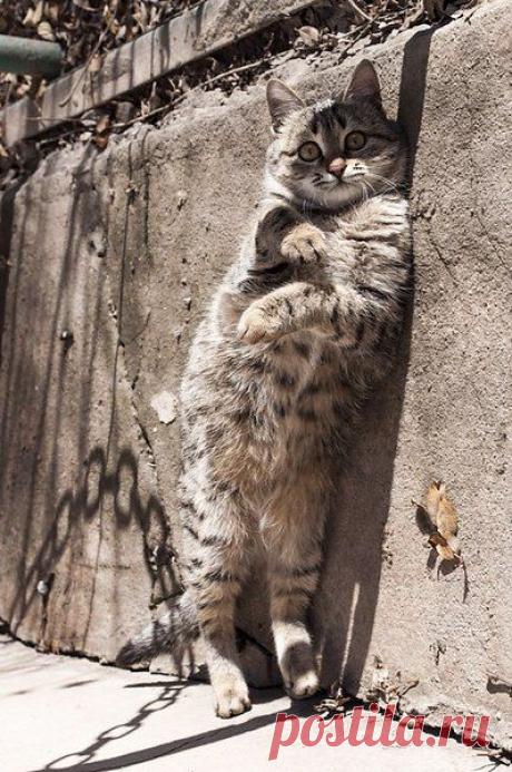 Стоят девчонки,
Стоят в сторонке,
Платочки в руках теребя...