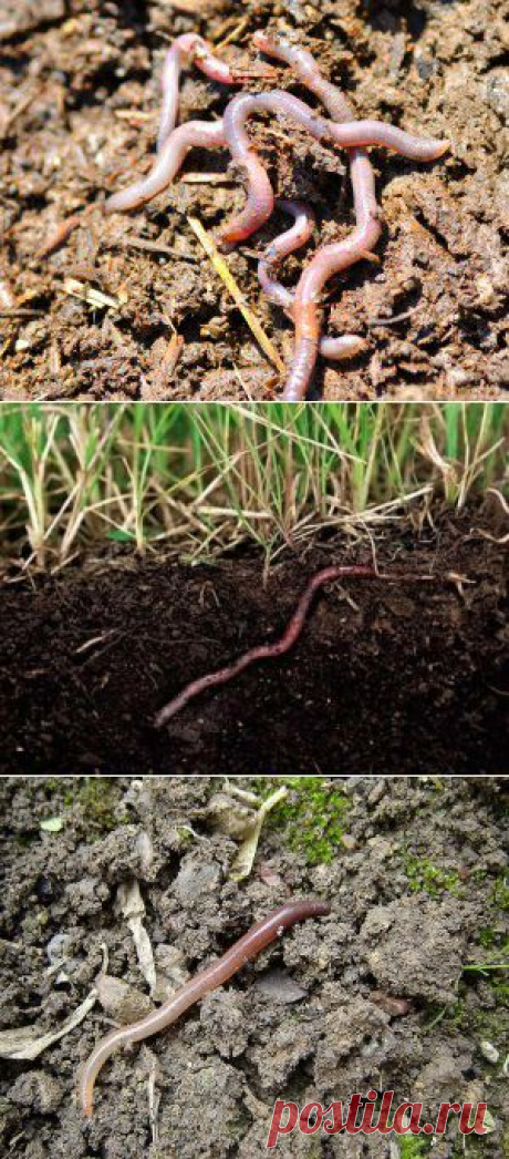 Польза от дождевых червей