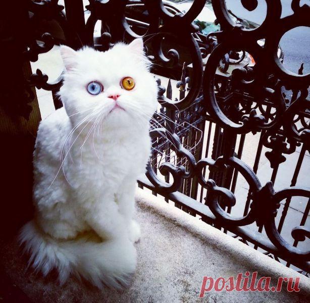 Нирвана | Обхохочешься