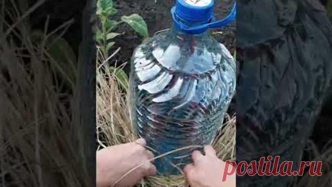 КАПЕЛЬНЫЙ ПОЛИВ БЕСПЛАТНО #shorts #полезныесоветы #своимируками #капельныйполив