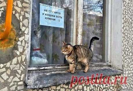 Кот (Котофул комьюнити): - nadegdacherepaschuk@gmail.com - Gmail