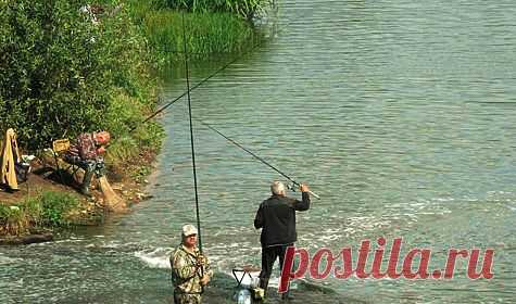 Голавлёвая проводка