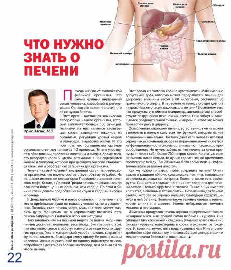 Что нужно знать о печени