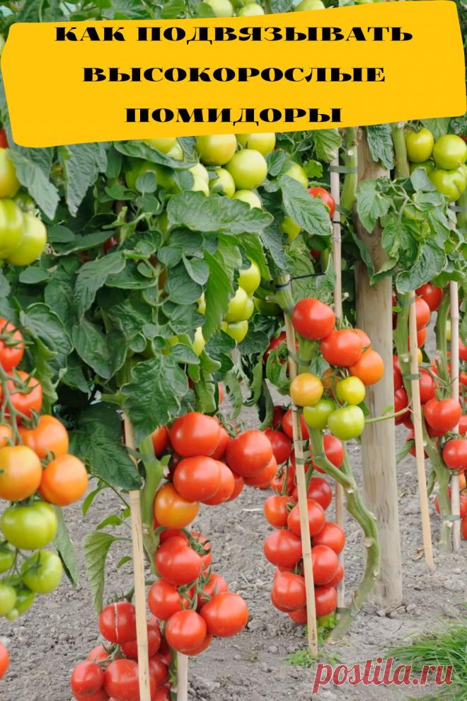 как подвязывать высокорослые помидоры