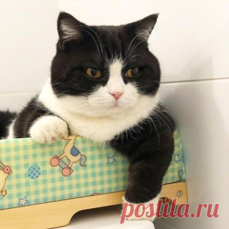 Как по-английски говорит кошечка и коровка?
