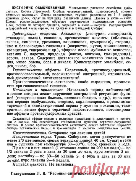 Пустырник обыкновенный