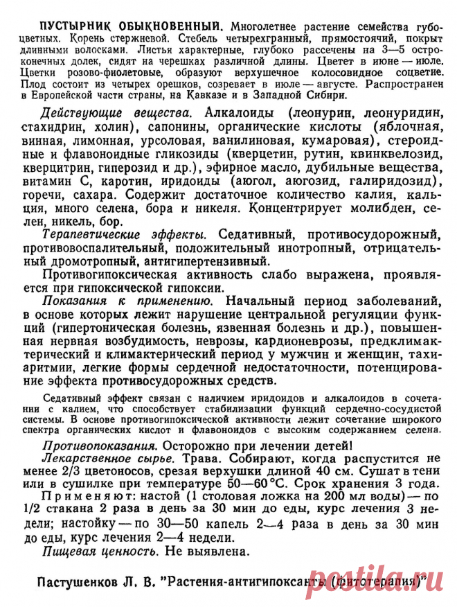 Пустырник обыкновенный