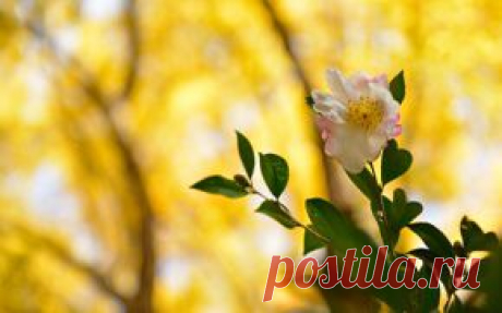 Цветы обои на рабочий стол - страница 15