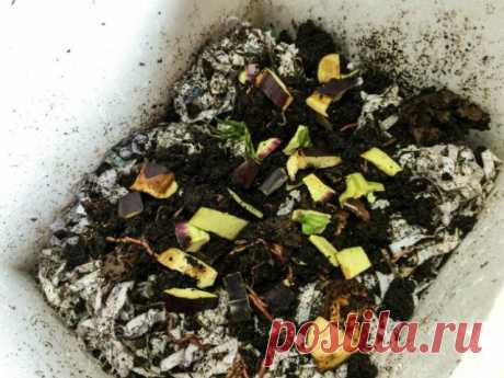 Разведение калифорнийских червей в домашних условиях