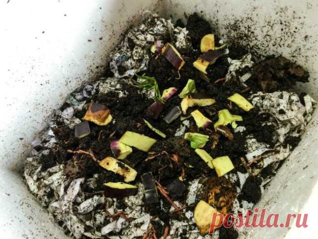 Разведение калифорнийских червей в домашних условиях