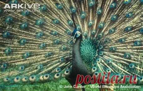 arkive wildlife: 1 тыс изображений найдено в Яндекс Картинках