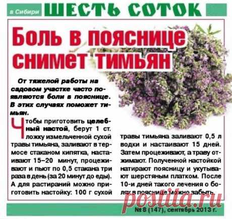 Боль в пояснице снимет тимьян
