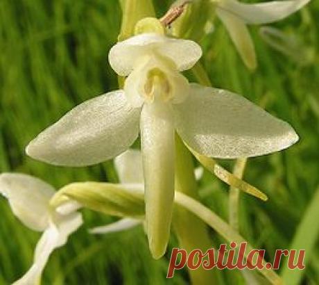 НАЗЫВАЮТ ЕЁ «ОРХИДЕЕЙ КАРПАТ»: ЛЮБКЕ ДВУЛИСТНОЙ КАЖДЫЙ БУДЕТ РАД | Советы Народной Мудрости