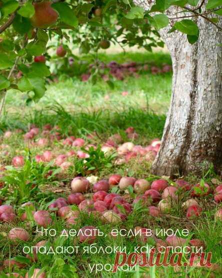 Что делать, если в июле опадают яблоки, как спасти урожай