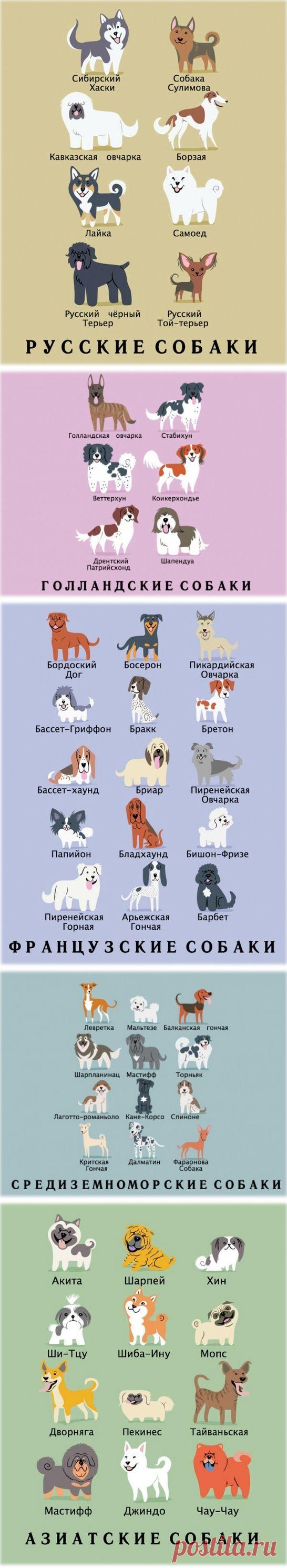 Породы собак в картинках