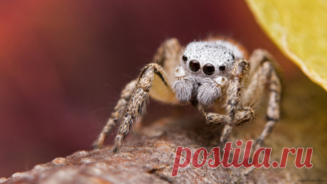 Habronattus decorus jumping spider Male Habronattus decorus jumping spider.  Single exposure, hand held, diffused flash.  Notes: During courtship the male raises his abdomen and moves back and forth as well as turning around, displaying its iridescent rose color to the female. Male TBL 4-5 mm.