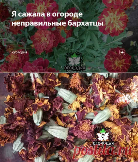 Я сажала в огороде неправильные бархатцы | ОГОРОДиЯ | Яндекс Дзен