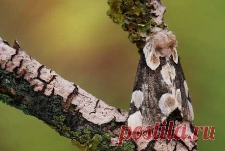 Thyatira batis — Cовковидка розовая. Мастер маскировки.