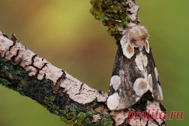 Thyatira batis — Cовковидка розовая. Мастер маскировки.